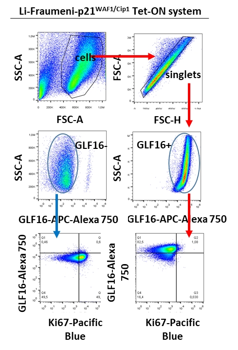 Flow cytometry application of GLF16